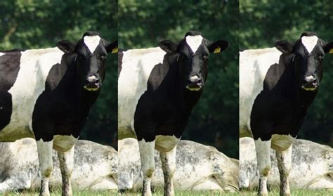 Chinese Scientists Graft 3 Mutant Cows That Produce Higher Volume Of Milk