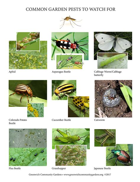 Useful Insects And Harmful Insects Pictures At Ivan Wylie Blog