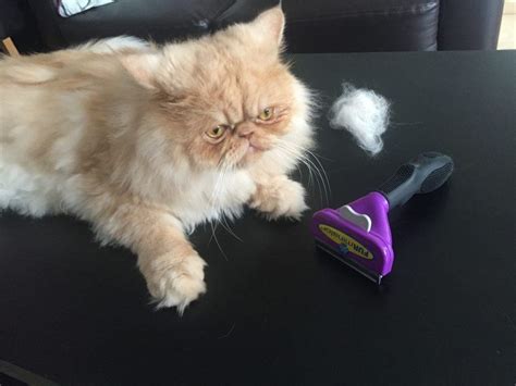 FURminator For Cats Review | Persian Cat Corner