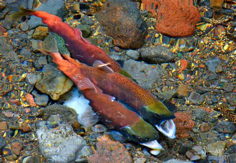 Kokanee Salmon Spawning In Trapper Creek Oregon Photography