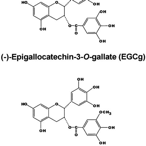 Chemical Structures Of Egcg And The O Methylated Derivative Download