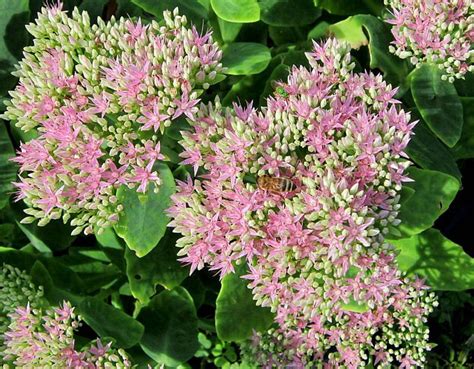 Photo Of The Bloom Of Stonecrop Hylotelephium Spectabile Crystal Pink