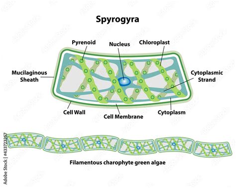 Vettoriale Stock Spirogyra Cell Anatomy Of An Algae Labeling The Cell