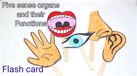 Five Sense Organs And Their Functions 5 Sense Organs With Flash Card