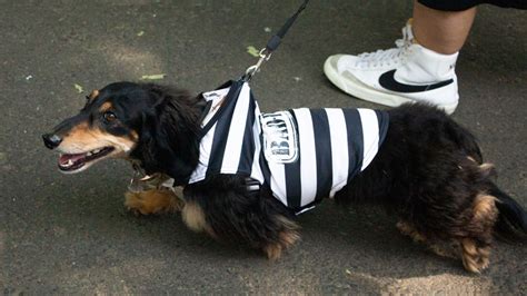 Weiner dog costume contest and dog race - Multnomah County Fair photo 11