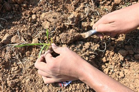 Farmer Removes Weeds From The Field Stock Photo Image Of Farmer