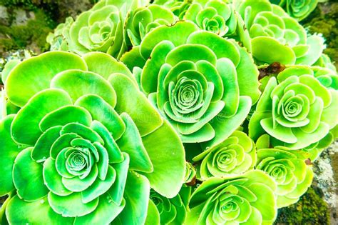 Planta Suculenta Que Crece En Rocas Foto De Archivo Imagen De