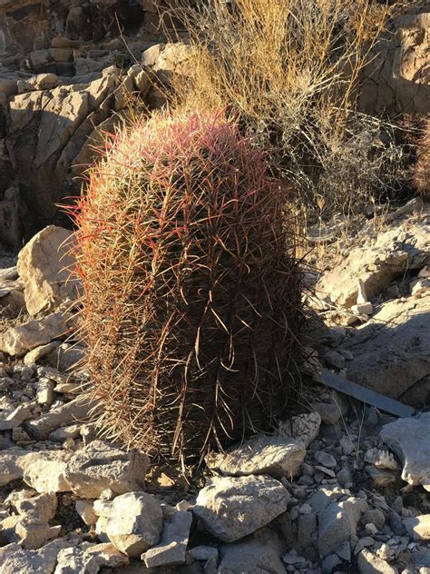 Barrel cactus - Joshua Trees