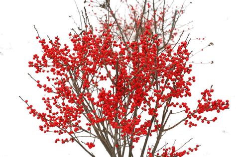 Types of Holly Bushes | Garden Design