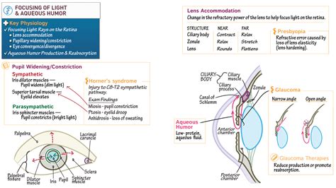 Physiology Focusing Light On The Retina Aqueous Humor Flow Ditki