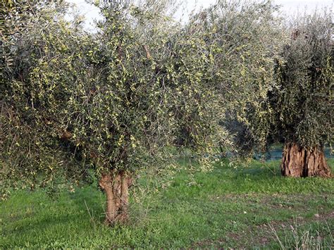 Azienda Podere Carriero