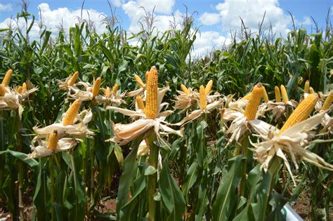 Conheça as cultivares de milho apresentadas pela Sementes Agroceres na