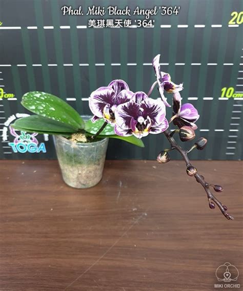 Phal. Miki Black Angel '364' 2.5''