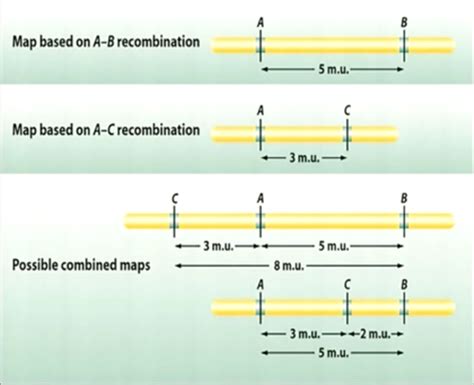 Genetic Mapping Flashcards Quizlet