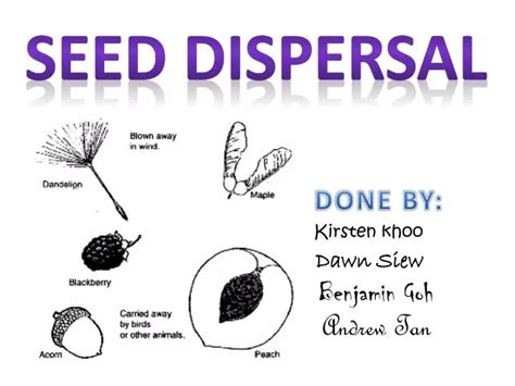 PPT - Seed dispersal PowerPoint Presentation, free download - ID:3067540