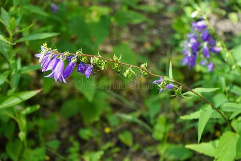 Campanula Rapunculoides Known By The Common Names Creeping Bellflower