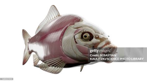 Fish Anatomy Illustration High-Res Vector Graphic - Getty Images