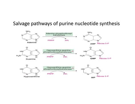 Biosynthesis Of Purine And Pyrimidine Nucleotides PPT