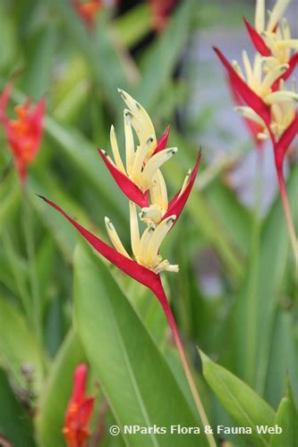 Nparks Heliconia Psittacorum Lady Di