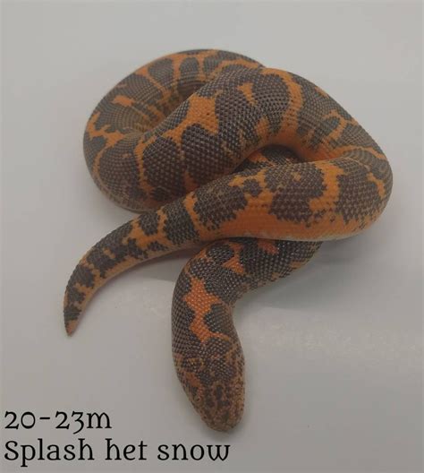 Splash Het Snow Kenyan Sand Boa By West Ridge Reptiles Morphmarket