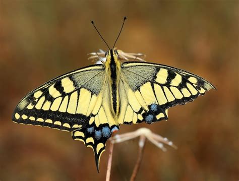 Premium Photo | Swallowtail butterfly