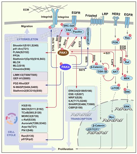 p activated kinase role  gastrointestinal cancer