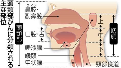 進歩する頭頸部がん治療、qolとの両立を重視：中日新聞web