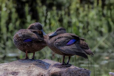 American Black Ducks (Anas rubripes) Information | Earth Life