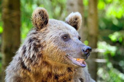 Premium Photo Brown Bear Portrait Side View Of Bear Face