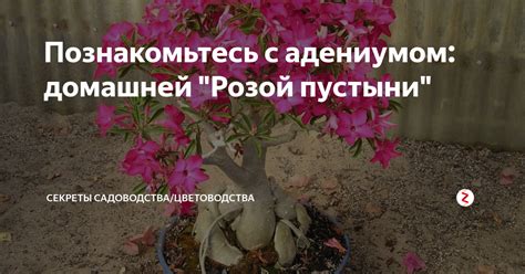Познакомьтесь с адениумом: домашней 'Розой пустыни' Адениум — необычн ...
