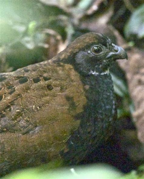 Black Breasted Wood Quail Alchetron The Free Social Encyclopedia