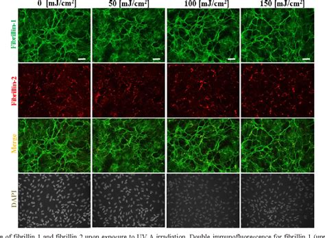 Figure 1 From The Effect Of Ultraviolet B On Fibrillin 1 And Fibrillin