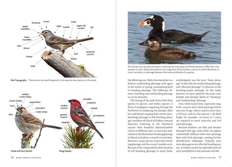 Birds Of The Pacific Northwest Nhbs Field Guides Natural History