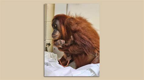 Denver Zoo welcomes a baby orangutan - Axios Denver