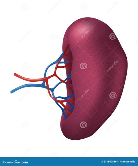 Human Spleen Human Organs Collection Realistic Vector Illustration