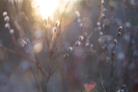 Natural Spring Background With Pussy Willow Branches Stock Image Image Of Tradition Nature
