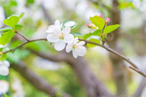 Fondo Flores Blancas Ramas Primavera Natural Fondo Flores Frescas