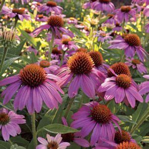 Echinacea Purpurea Powwow Wild Berry Kiefer Nursery Trees Shrubs