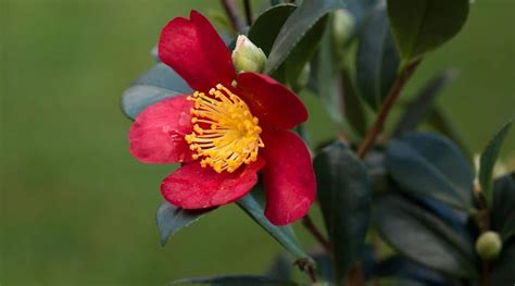 11 Red Camellia Varieties For Bold Garden Color