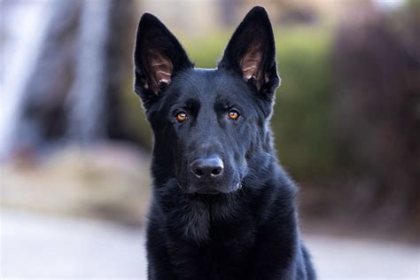 Meet German Shepherd Protection Dog For Sale Rip Valor Protection Dogs