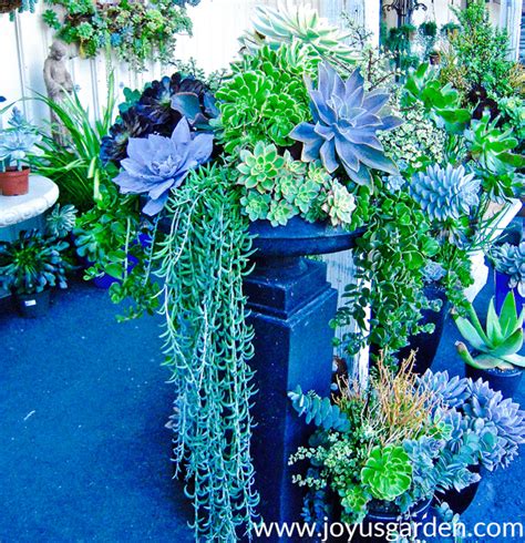 7 Popular Hanging Succulents To Love | Joy Us Garden