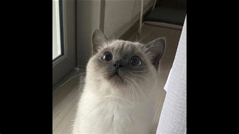 Черный мальчик унижает всех! - YouTube