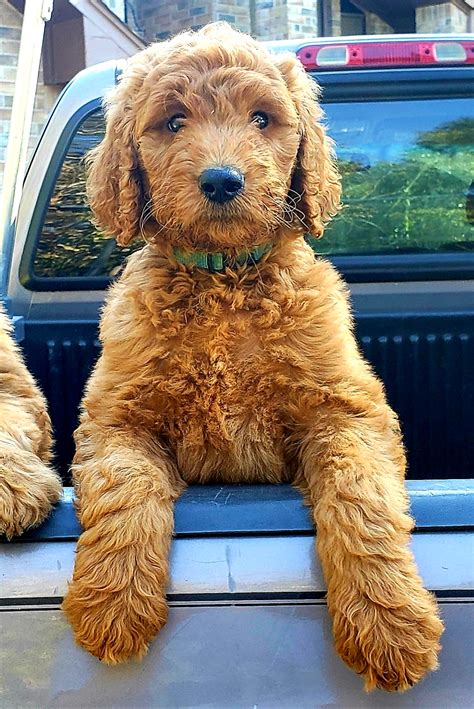 Goldendoodle Puppy