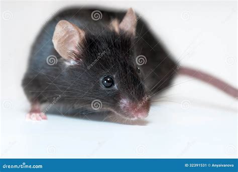 Black mouse stock image. Image of transgenic, scientific - 32391531