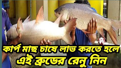 ২৪ সালের বাছাইকৃত বড় ব্রুডের ইনব্রিডিং মুক্ত রেনু পোনা পেতে এখনই