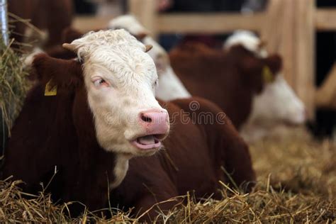 2,267 Friesian Cattle Holstein Stock Photos - Free & Royalty-Free Stock ...