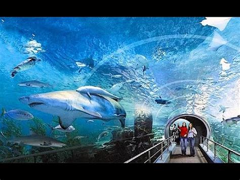 Siam Ocean World Aquarium Bangkok Thailand - Aquarium Views