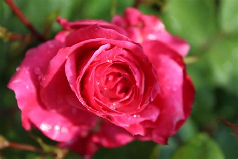 Kostenloser Versand - Rose 'Alexander MacKenzie'®: Lubera.de