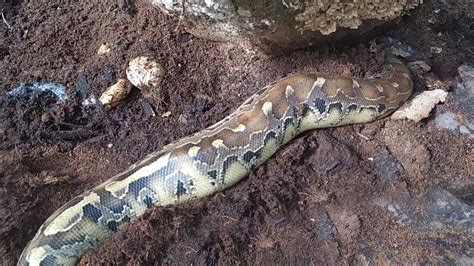 Evakuasi Ular Python Besar Di Dalam Karung Setelah Di Bongkar Manda