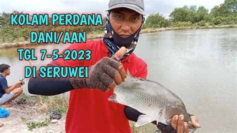 Kolam Perdana Minggu Ini Tgl 7 5 2023 Di Seruwai YouTube